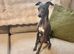 Beautiful Italian Greyhound KC Puppy - Loving Home Wanted