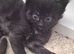 Kitens