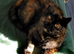 Two beautiful pedigree bsh suites. GCCF registered.
