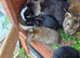 4 mini lop babies