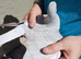 Racing Pigeon Cock Bird Rare colour Hen 2025 rrpa