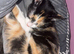 Calico kitten