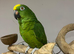 Handreared Talking Yellow Crown Amazon Parrot