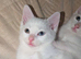2 beautiful Khao Manee kittens