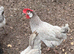 12 x White Faced Spanish Hatching eggs