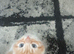 5 gorgeous kittens