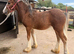 6mth filly