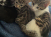 Two kittens avalible 10 week old