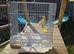 Fife canary and cage