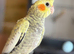 Hand-Reared Cockatiel