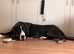 16 Month Great Dane