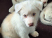 Siberian husky puppies