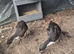 2 Runner Ducks for Sale – £30