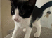 Kittens 4 sale