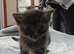 British Shorthair X