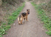 German shepherd girl needs a new home