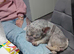 French bulldog for stud