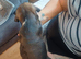 Frenchie/pug x