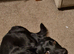 Kelpie