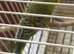 One year old little green budgie