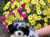 Papillon/ toy poodle puppies