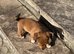 Miniature jack Russell pups for sale