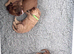3 x Toy F2 Cockapoo puppies left!