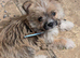 Love little boy needs a new loving home