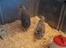 2 female quails