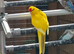 Young Kakarikis