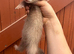 Full angora baby ferret cinimon