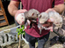 2 Jill's and 4 Hobs ferrets for sale