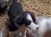 Border collie puppies