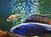 Young Haps and peacocks for sale