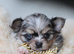 Longhair Merle chihuahua male