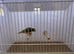 Gouldian Finch Cock Bird For Sale (RH, PB, Dilute)