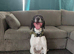 Jack Russell cross collie