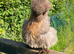 Quality Bearded Silkie Hatching Eggs