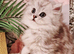 Pure chinchilla Persian