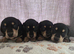 Black and cream mini dachshunds