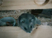Female Russian hamster for sale with full set up