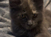 TICA reg Maine Coons - Ready to leave