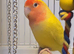 Male Lutino Lovebird