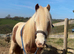 12.2hh cob
