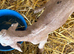 3/4 Anglo Nubian 1/4 Angora