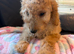 F1b cockapoo 2 girls