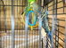 budgies.