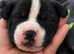 5 beautiful Staffy x Mastiff puppies