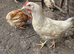 Chicks