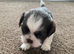 2x stunning tiny shih tzu boys